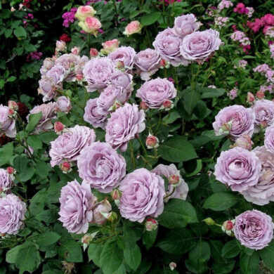 Parkrózsák (Floribundák-Ágyásrózsák) Díjnyertesek